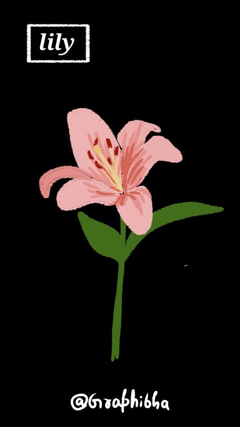 Pink Lilly flowers illustration Painted Lily Flowers, Lily Illustration Simple, Lily Flower Doodle, Lilly Illustration Flowers, Lily Illustration Flower, Lillies Illustration, Lilly Drawing Flowers, Lily Drawing Simple, Lilly Illustration