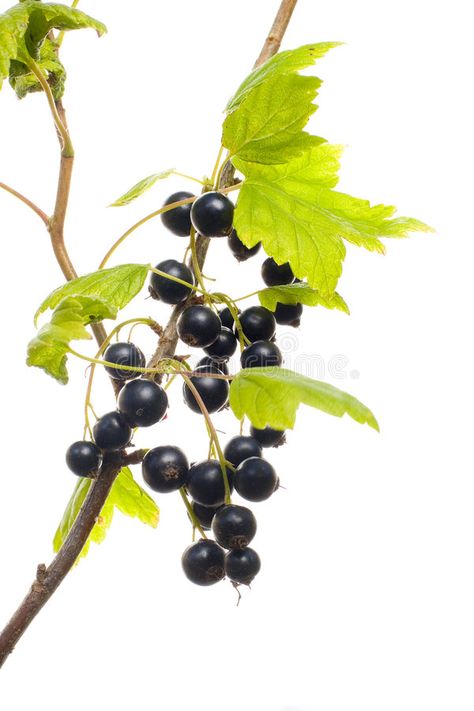 Bush Drawing, Business Marketing Design, Digital Design Trends, Botanical Plants, Leaf Images, Plant Photography, 2025 Calendar, Black Currant, Black Currants