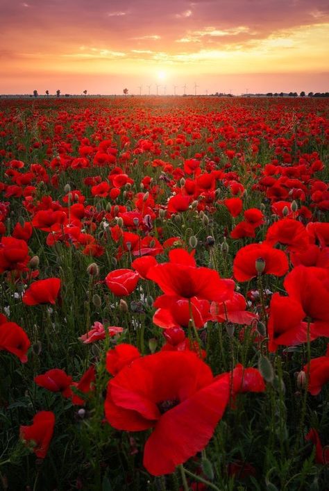 Poppy Photography, Poppy Field, Beautiful Nature Pictures, Nature Images, Poppy Flower, Flower Field, Red Poppies, Flower Wallpaper, Flowers Photography