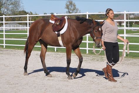 Saddle Breaking A Horse, Foal Training, Breaking A Horse, Horse Lunging, Mustang Makeover, Horse Lead, Horse Reference, Horse Ideas, English Saddle