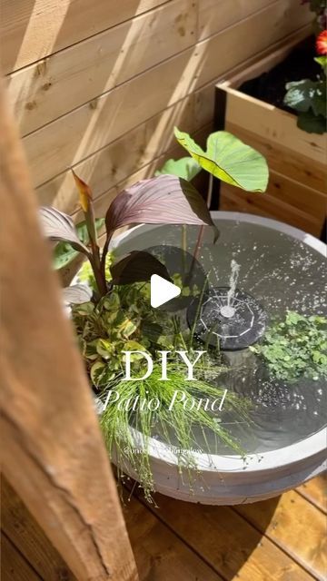 Shavonne Flegel on Instagram: "DIY Patio Pond! 🌱💦 So simple & so much fun! Follow @onceuponabungalow for more Home & DIY! 🏡  🪴Plants & Pot: @just_a_girl_in_her_garden  ☀️Solar Fountain: ✨Linked in bio✨  - or if you’re local shop all supplies at Just a Girl in Her Garden!  🪴 Plants in order as shown in video: * Aquatic Patio Bowl (Various Water Plants, each bowl is unique!) * Colocasia (Blue Hawaii) * Equisetum Japonica (Barred Horse Tail) * Marsilea Mutica (Upright Water Clover)   Huge thank you to @forever.frenchies.co for coming over to the bungalow and helping me make this years patio pond! 🤗  #pond #patiopond #diy #diyprojects #simplediy #diyfun #pondplants #plants #plantsofinstagram #patioseason #patio #backyard #garden #gardening #gardeninspiration #gardenlife #gardens #exterio Outdoor Ponds Diy Simple, Plant Pot Pond, Diy Planter Pond, Diy Pot Pond, Pot Ponds Ideas, Solar Fountain Planter Ideas, Simple Fountain Ideas, Planter Pond Ideas, Container Fountain Diy