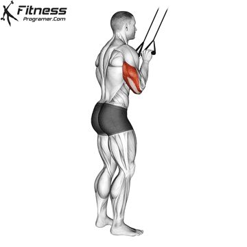 Tricep Muscles, Best Tricep Exercises, Tricep Exercises, Workouts Without Equipment, Chest Workout Routine, Tricep Pushdown, Tricep Workout, Free Workout Plans, Push Workout