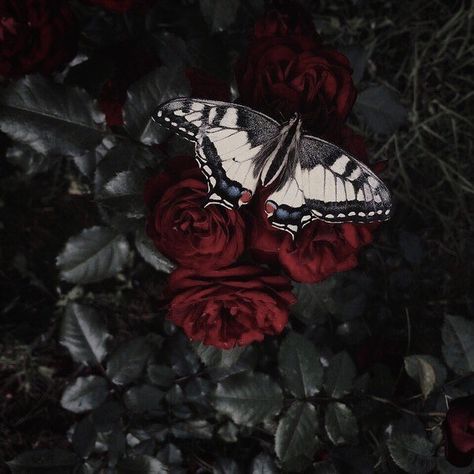 Red Rose Aesthetic, Hawke Dragon Age, Aesthetic Butterfly, Vampire Aesthetic, Rose Aesthetic, Dark Red Roses, Crimson Peak, Rosé Aesthetic, Gothic Aesthetic