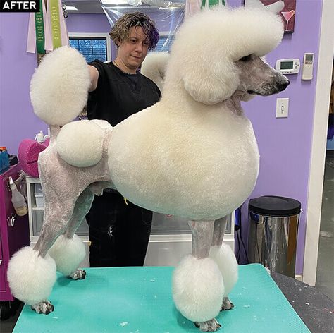 Poodle Modified Continental Clip, Standard Poodle Continental Clip, Modified Continental Clip Poodle, Poodle Continental Clip, Standard Poodle Haircut Styles, Poodle Styles, Standard Poodle Cuts, Standard Poodle Haircuts, White Standard Poodle