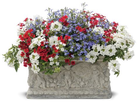 Top 10 Patriotic Container Recipes | Proven Winners Red White And Blue Flowers, Patriotic Flowers, Flower Garden Plans, Blue Planter, Blue Plants, White And Blue Flowers, Lilac Roses, Proven Winners, Garden Harvest