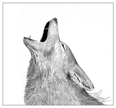 Long Distance Songs, Wolf Howling Drawing, Dog Barking Video, Coyote Drawing, Coyote Tracks, Baby Wolves, Deer Blind, Deer Hunting Blinds, Science Illustration