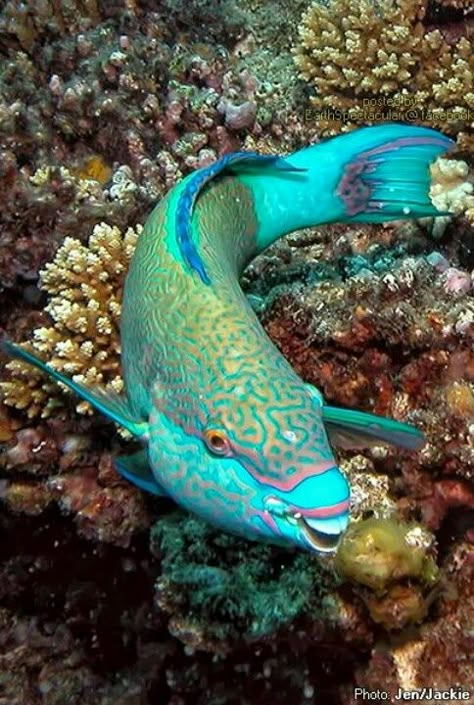 Parrot fish - ©J and J Travels - http://jandjtravels.wordpress.com/2011/02/10/day-57-great-barrier-reef-australia/ Creature Marine, Parrot Fish, Wild Sea, Fauna Marina, Green Fish, Life Under The Sea, Salt Water Fish, Beneath The Sea, Animals Sea