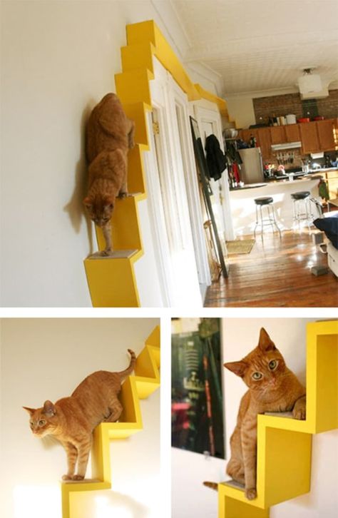 Cats Apartment, Cat Room Diy, Diy Cat Shelves, Diy Climbing Wall, Cat Apartment, Cat Playground Outdoor, Cat Climbing Wall, Cat Houses Indoor, Cat Wall Shelves