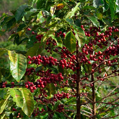 Cuidados de la planta del café o cafeto: características y cultivo Coffee Drawing, Red Peppercorn, Cafe, Coffee