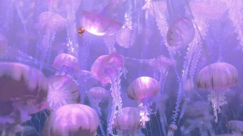 Pink Jellyfish Wallpaper, Wallpaper Jellyfish, Todoroki Wallpaper, Jellyfish Pictures, Iphone Background Quote, Underwater Wallpaper, Pink Jellyfish, Android Wallpaper Dark, Jelly Wallpaper