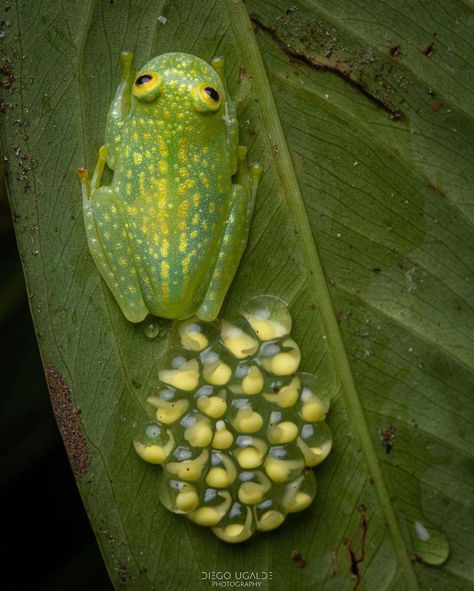 Glass Frogs, Frog Eggs, Snake Turtle, Rainforest Animals, Glass Frog, Floor Wallpaper, Frog Art, Endangered Animals, Frog And Toad