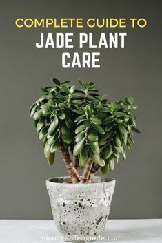 Jade Plant Pruning, Jade Plant Care, Easy To Grow Houseplants, Plant Care Guide, Tattoo Plant, Lucky Plant, Jade Plant, Household Plants, Money Plant