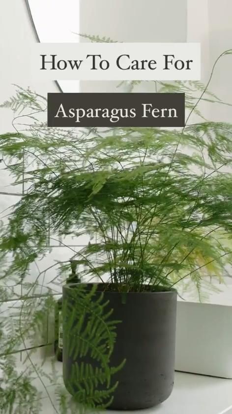 Everything you need to know about Common Asparagus Fern (Asparagus setaceus), including propagation, ideal conditions and common pests and problems. Asparagus Setaceus, Ferns Garden, Houseplant Care, Household Plants, Plant Care Houseplant, Asparagus Fern, Simple Hairstyles, Inside Plants, Indoor Plant Care