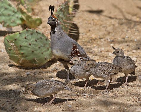 Quincy is at the Cottage with the quints... the Grand-darlings are so helpful when animal babies visit. Gambels Quail, Dk Aesthetic, Desert Birds, Quail Family, California Quail, Quail Hunting, Bird Identification, Animal Babies, Animal Experiences