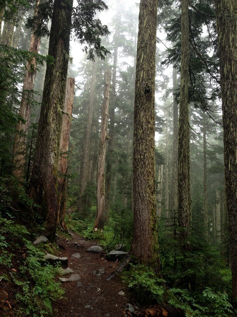 // Mt Baker, Camping Photography, Walk In The Woods, Nature Aesthetic, Go Camping, Pretty Places, Green Aesthetic, National Forest, In The Woods