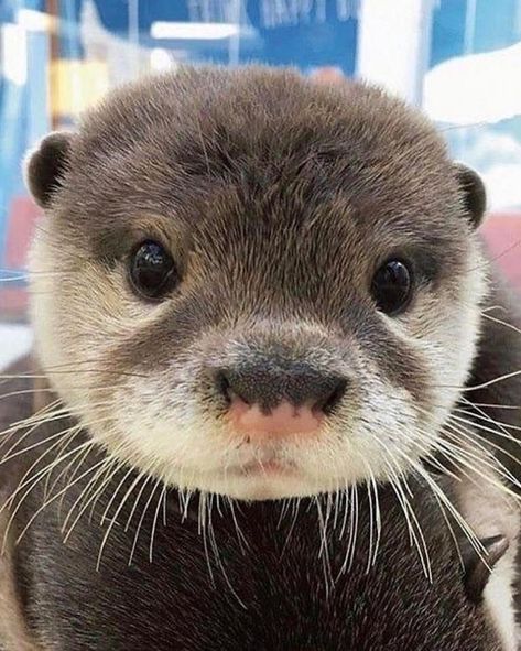 why you should have an animal on X Otters Cute, Cute Ferrets, Baby Otters, Cute Animals Images, Pretty Animals, Silly Animals, Fluffy Animals, Cute Wild Animals, Long Hours