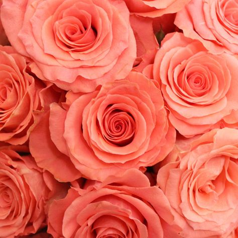 ℓυηα мι αηgєℓ ♡ Coral Pink, Pink Roses, Amsterdam, Wedding Flowers, Coral, Roses, Flowers, Pink