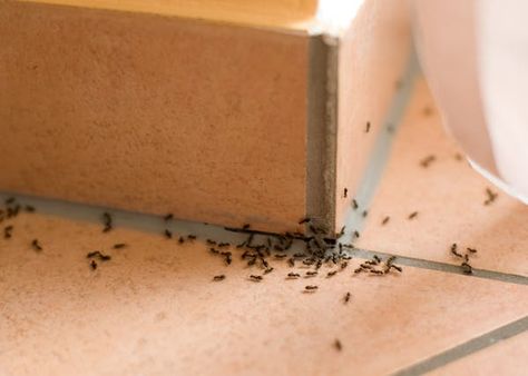 Sugar Ants, Tiny Ants, Ant Problem, Kill Ants, Carpenter Ant, Rid Of Ants, Ant Killer, Get Rid Of Ants, Insect Spray