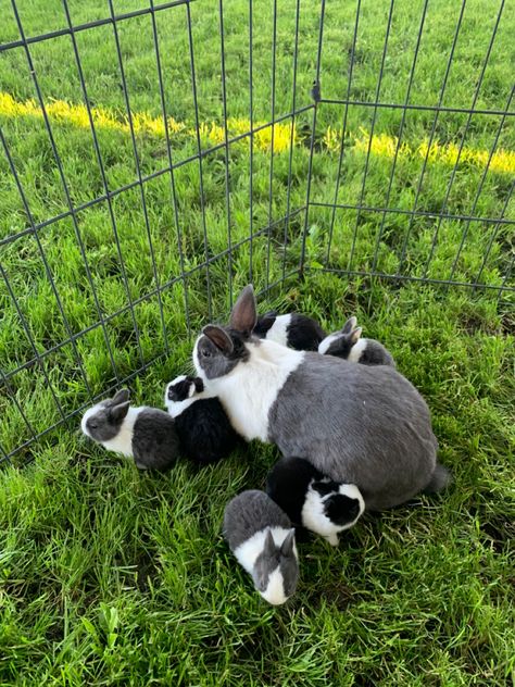 Rabbits As Pets, Aesthetic Rabbit Cage, Pet Bunny Aesthetic, Pet Rabbits Aesthetic, Rabbit Meme, Bunny Room, Pet Bunny Rabbits, Cute Bunny Pictures, Bunny Care