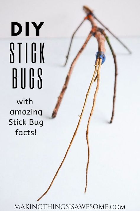 Fun kids learning activity that explores the world of Stick bugs. #stickbugs #kidslearningactivity #stickbugcrafts #craftsforkids #stickcrafts #stickbugfacts Bug Facts, Bug Activities, Stick Bug, Leaf Projects, Insect Crafts, Stick Insect, Stepping Stones Diy, Bug Crafts, Creepy Crawlies