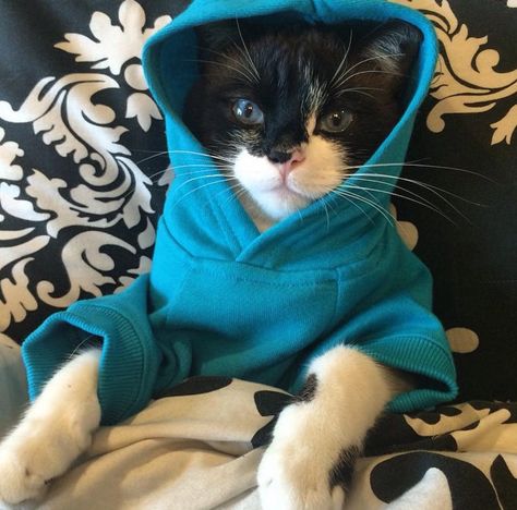 in da hoodie...... Cats In Hoodies, Cat Wearing Hoodie, Cat With Hoodie, Cat In Hoodie, Sarah Aesthetic, Cats In Sweaters, Cats Clothes, Cute Cat Pics, Decaf Tea