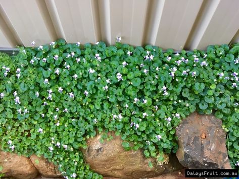 Rockery Garden, Violet Garden, Australian Native Garden, Violet Plant, Australian Plants, Australian Native Plants, Side Garden, Ground Cover Plants, Native Garden