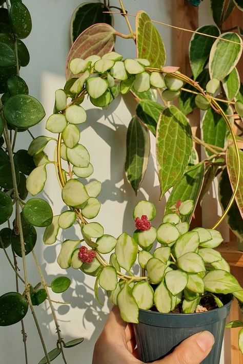 Hoya Griffithii Splash, Rare Hoya Plant Varieties, Hoya Sigilattis, Hoya Heuschkeliana Variegata, Hoyas Plant Varieties, Hoya Globulosa, Hoya Fungii, Hoya Bloom, Hoya Collection