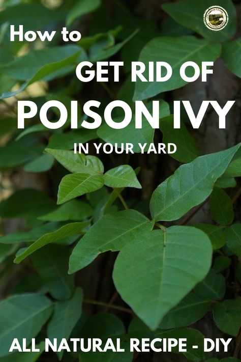 How To Get Rid Of Poison Ivy Remedies, How To Get Rid Of Poison Ivy, How To Kill Weeds Naturally, Homemade Poison Ivy Killer, How To Get Rid Of Poison Ivy Plants, Poison Ivy Killer Homemade, Diy Poison Ivy Killer, How To Kill Poison Ivy, Getting Rid Of Poison Ivy In Your Yard