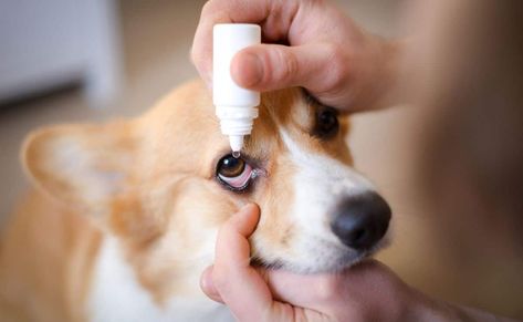 Eye Infection Symptoms, Eye Drops For Dogs, Dog Allergy Symptoms, Best Eye Drops, Chronic Dry Eye, Allergy Eyes, Eye Infections, Dog Allergies, Allergy Symptoms