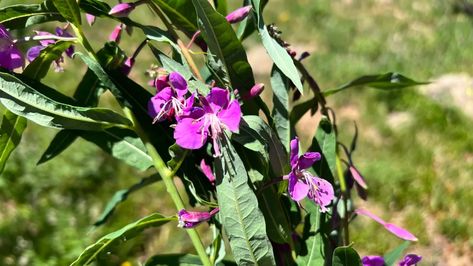 How to Make Fireweed Tea (Ivan Chai) - Jennifer Jade Juniper Fireweed Tea, Second Ferment Kombucha, Medicinal Wild Plants, Caffeine Free Drinks, Wild Edibles, Tea Tasting, Wild Plants, Oolong Tea, Chai Tea