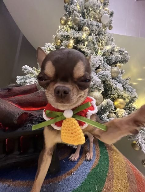 Chihuahua Aesthetic, Christmas Selfie, Chihuahua Christmas, Christmas Pfp, Chihuahua Funny, Goofy Dog, Very Cute Dogs, Funny Animal Photos, Monkeys Funny