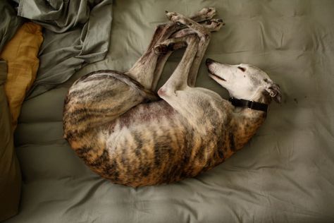 Greyhound Pictures, Greyhound Adoption, Greyhounds Racing, Most Beautiful Dogs, Greyhound Art, Grey Hound Dog, Air Mattress, Italian Greyhound, Whippet