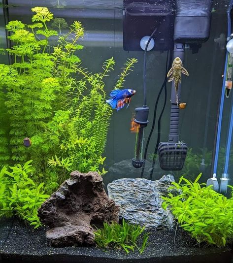 Fish Tank Themes, Aquarium Garden, Betta Fish Types, Fish Tank Terrarium, Cool Fish Tanks, Fish Tank Design, Reptile Room, Fresh Water Fish Tank, Betta Tank