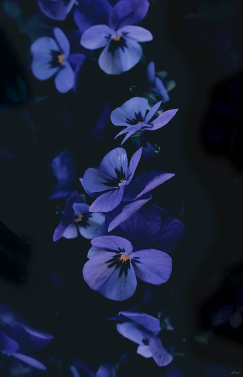 Flowers Photography Wallpaper, 25 March, Dark Flowers, Pansies Flowers, Wallpaper Nature Flowers, Spring Wallpaper, Beautiful Flowers Wallpapers, Flowers Rose, Flower Phone Wallpaper