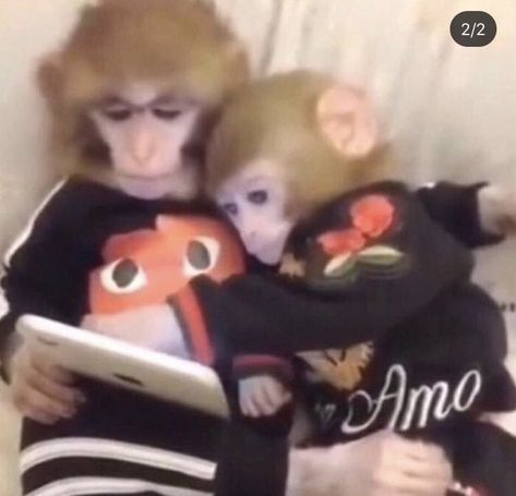 Monkey Friends Funny, Monkey Matching Pfp, Monkeys In Love, 2 Monkeys, Silly Animal Pictures, Romantic Memes, Two Monkeys, Monkey Memes, Monkey Love