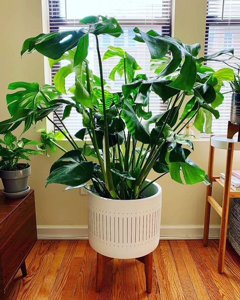 Splitting Monstera Deliciosa, Plant Stand Monstera, Montserrat Plant, Monstera In Bedroom, Split Leaf Philodendron Propagation, How To Trim Monstera Plant, Monserat Plant, Monstera Plant Pot Ideas, Large Monstera Plant In Living Room