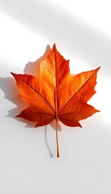 A red maple leaf with a yellow stem | Premium AI-generated image Maple Leaf Aesthetic, Fall Maple Leaves, Red Maple Leaf, Canadian Maple Leaf, Red Maple, Ink Watercolor, Scientific Illustration, Maple Leaves, Creative Instagram Stories