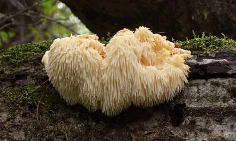 Growing Lion’s Mane Mushrooms At Home: The Guide Growing Lions Mane Mushrooms At Home, Tomato Worms, Planting Lettuce, Spider Plant Care, Epic Gardening, Tomato Hornworm, Indoor Farming, Bee Friendly Garden, Mushroom Kits