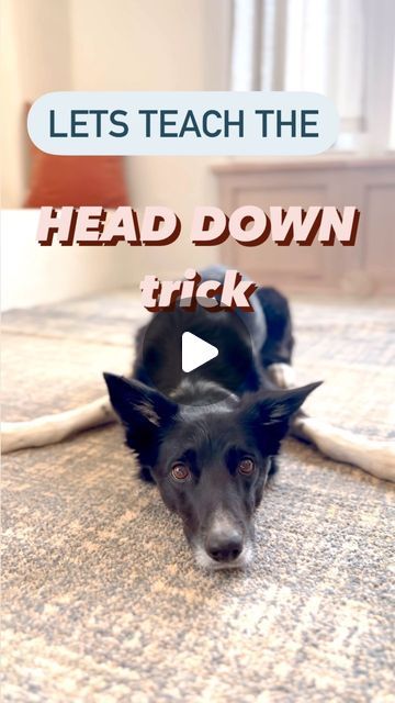 SpiritDog Training on Instagram: "Let’s teach this adorable trick! It is very easy if you advance gradually and mark the moment that your dog puts their chin onto the pillow. Many dogs can learn this within a couple of sessions! Can your dog do the head down trick yet?" Easy Tricks To Teach Your Dog, Tricks To Teach Your Dog, Dog Tricks Easy, The Pillow, Dog Hacks, Simple Tricks, The Head, A Couple, Puppies