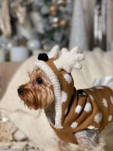 Toy Yorkie, Yorkie Hairstyles, Puppy Essentials, Happy Pics, Christmas Pets, Cute Small Dogs, Yorkie Moms, Very Cute Dogs, Puppies And Kitties