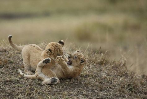 Lion Cubs Playing, Big Cats Photography, African Cats, Lion Cubs, Lion Family, Lions Photos, Dangerous Animals, Lion Cub, Cat Photography