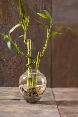 Add a bit of nature to your home's décor with an arrangement of bamboo cuttings in a vase. The straight lines of the bamboo's stalks provide a fresh, sleek accessory to any room. By taking cuttings from existing bamboo plants, you can create your own arrangement to suit your tastes. Bamboo requires little care and can survive in low light conditions, making it an excellent choice for the homeowner who may not have time to maintain a finicky houseplant. Beachy Bathrooms, Primitive Pantry, Beautiful Indoor Plants, Plant In Water, Water Plants Indoor, Plants Grown In Water, Peace Lily Plant, Lucky Bamboo Plants, Bamboo Care