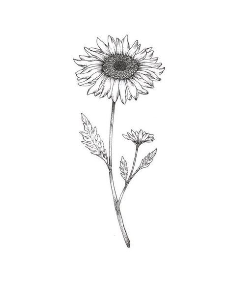 Sunflower Tattoo Aesthetic, Fine Line Sunflower Tattoo Sleeve, Two Sunflowers Tattoo, Sunflower Drawing Tattoo, Sunflower Tattoo Line Art, Outline Sunflower Tattoo, Sunflower Single Line Tattoo, Simple Sunflower Tattoo Outline, Sunflower Line Drawing Tattoo