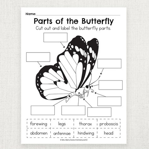 Parts of the Butterfly Worksheet Butterfly For Preschool, Butterfly Science Activities, Butterfly Body Parts, Butterfly Worksheet, Butterfly Activity, Butterfly Activities, Butterfly Lessons, Science Homeschool, Stages Of A Butterfly