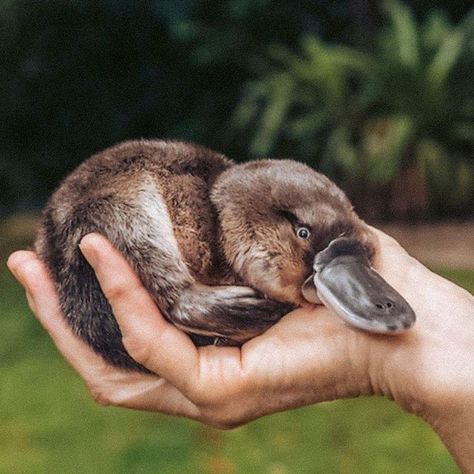 Platypus Illustration, Platypus Tattoo, Platypus Drawing, Crochet Platypus, Cute Platypus, Baby Platypus, Lone Pine Koala Sanctuary, Duck Billed Platypus, Animals Tattoo