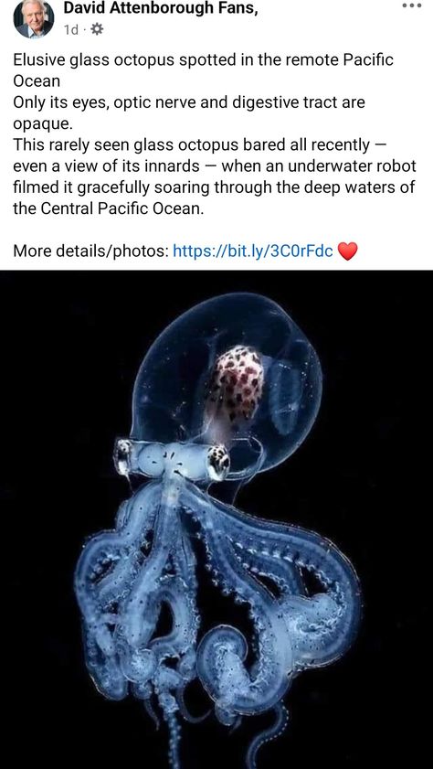 Funny Pet Memes, Glass Octopus, Optic Nerve, David Attenborough, Deep Sea Creatures, Digestive Tract, Pet Memes, Beautiful Sea Creatures, Interesting Animals