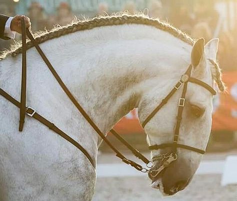 Spanish Riding School, Bitless Bridle, Riding School, Equestrian Aesthetic, Magical Horses, Types Of Horses, Most Beautiful Animals, Horse Portrait, Majestic Horse