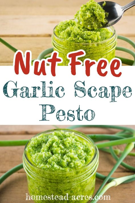 Pesto Nut Free, Scape Pesto Recipe, Scape Recipes, Easy Pesto Recipe, Garlic Shoots, Scape Pesto, Nut Free Pesto, Garlic Scape Pesto, Homemade Pesto Recipe