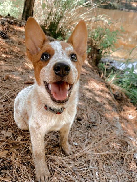 Red Heeler Puppies, Western Dog Collars, Aussie Cattle Dog, Austrailian Cattle Dog, Red Heelers, Heeler Puppies, Blue Heelers, Red Heeler