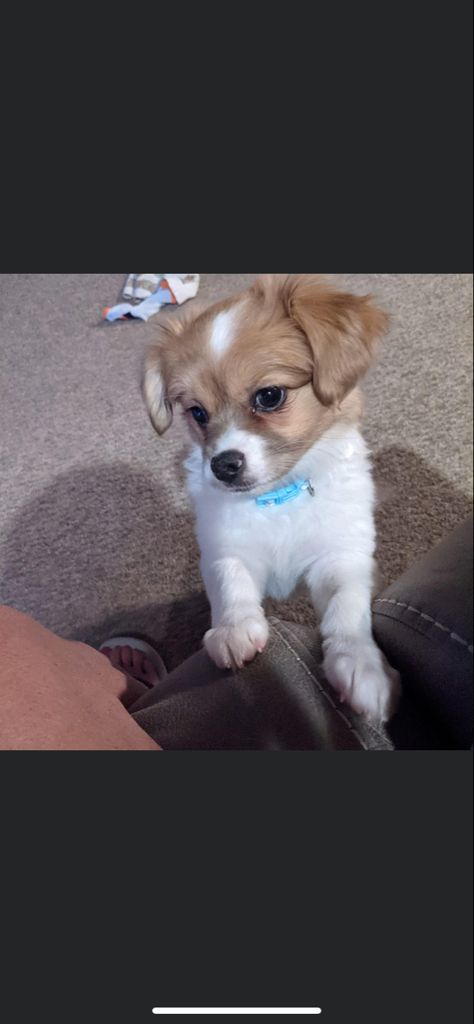 Chihuahua Mix Puppies, Chihuahua Mix, Shih Tzu, Chihuahua, Cute Animals, Puppies, Dogs, Animals